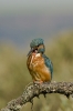 4-Regurgitating the pellet.jpg